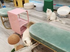 -BABIT巴比特宠物(MOMOPARK店)