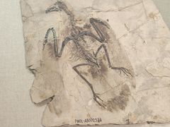 -辽宁古生物博物馆