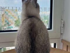 -鼓捣猫呢主题猫咖店