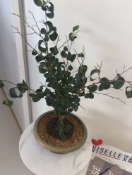 -WENDY·温迪皮肤管理