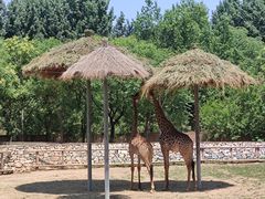 -北京野生动物园