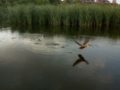 -前关湿地公园