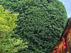-安泰楼·佛跳墙创始人·传统闽味早茶·酒楼(三坊七巷闽菜地标店)