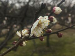 -香雪海
