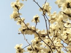 -芍药居北里
