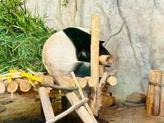-深圳野生动物园