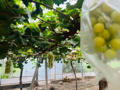 -马陆小张葡萄园农家乐