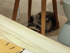 -藏猫猫咖啡主题馆(中央大道店)