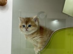 -青奢宠物·青奢猫舍