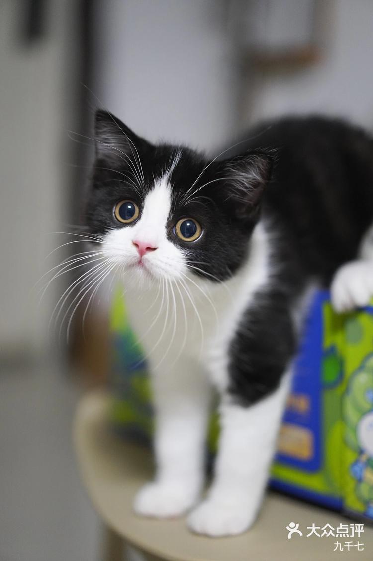 英短奶牛这应该是奶牛猫界的吴彦祖吧