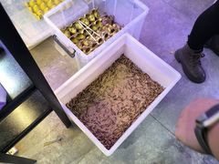 -大自然花鸟鱼虫市场