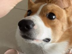 -宠福鑫康馨动物医院·骨科·眼科