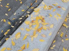 -三里屯东五街银杏大道