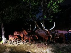 -清迈夜间动物园