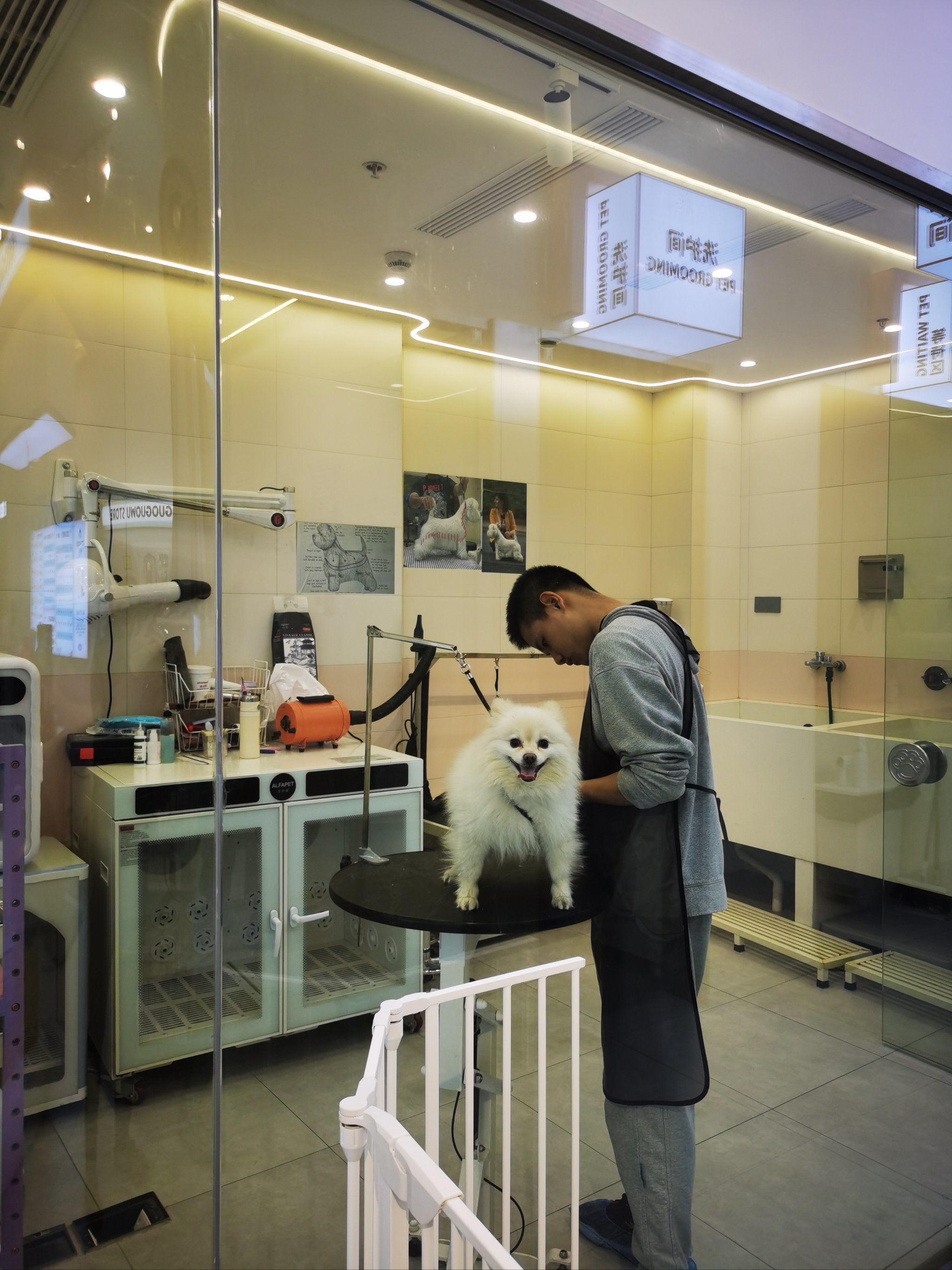 宠物美容小心得