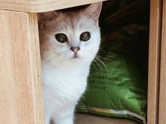 -是阿柴呀！柴犬咖啡·爱喵喵猫咖