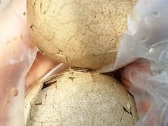 -金盆阿嬷香菇茶叶蛋(玄光店)