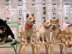 -柴迷FANS CLUB·柴犬狗咖·猫咖