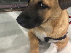 -乖乖乐动物医院(小汤山分院)