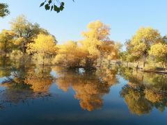 -金塔沙漠胡杨林景区