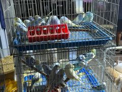 -中环花鸟鱼虫市场