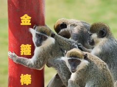 -西霞口神雕山野生动物世界