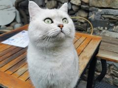 -喵屿·大理花园猫咖