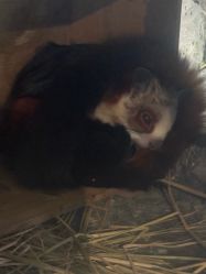 -Zoolung Zoolung动物主题公园(海信广场店)