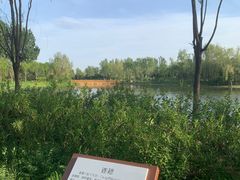 -东郊湿地公园