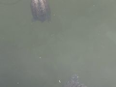 -成田山新胜寺