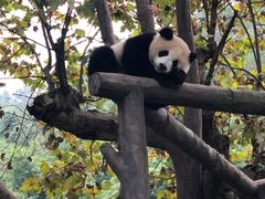 -都江堰中华大熊猫苑
