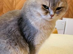 -MOCHA明星猫咖(田子坊店)