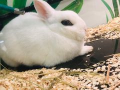 -藦茜花园宠物主题亲子互动体验馆(国顺东路店)