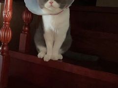-纳吉亚猫专科动物医院·北北分院