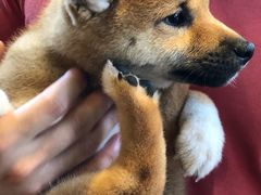 -八公叔叔宠物美容连锁(春申店)