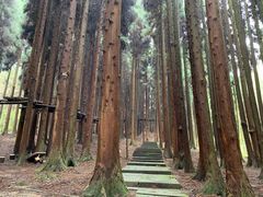 -武陵山森林公园