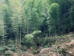-林坑古村落