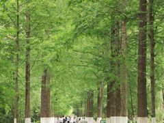 -合肥滨湖国家森林公园