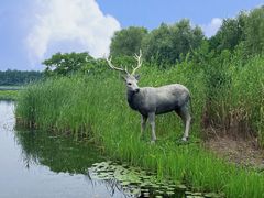 -溱湖国家湿地公园