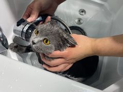 -老吴的猫·猫舍(新区店)
