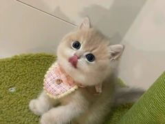 -猫十亿·布偶金渐层·曼基康矮脚猫舍(青年路店)