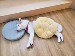 -Husky Go! 哈士奇体验馆·宠物咖啡厅狗咖