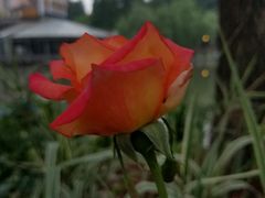 -双季花艺园艺市场(浦东店)