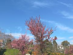 -云禾壹海景庄园餐厅