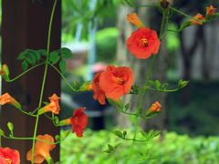 -陈家山荷花公园