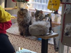 -平行世界·猫咖(首经贸店)