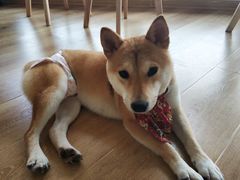 -柴犬小屋·柴餐厅·狗咖食堂(金鼎广场店)