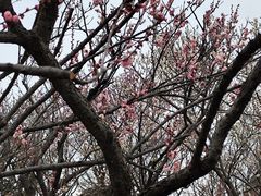 -无锡梅园公园