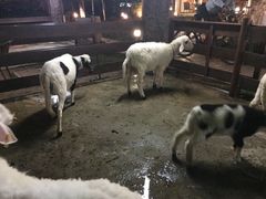 -清迈夜间动物园