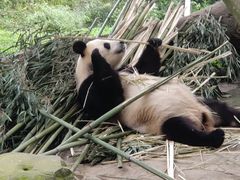 -都江堰中华大熊猫苑